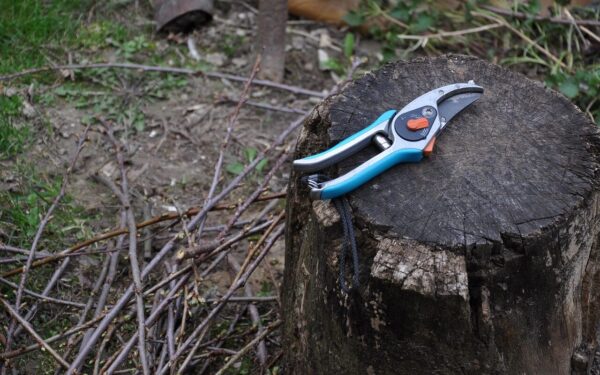 Svajojate apie gausų vynuogių derlių? Šis pavasarinis darbas garantuos stambias kekes