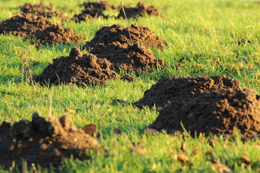 molehills, mole, earth, meadow, lawn, lawn mower, mole, mole, mole, mole, mole, earth, earth, lawn
