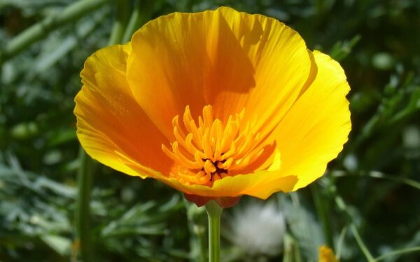 Ši gėlė nebijo jokių sausrų: jūsų kiemas gali tapti prabangia Kalifornijos pieva