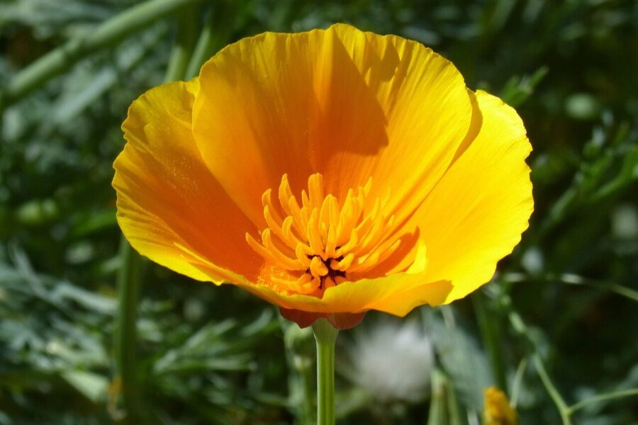 california poppy, orange flower, yellow poppy, eschscholzia californica, california poppy, california poppy, california poppy, california poppy, california poppy