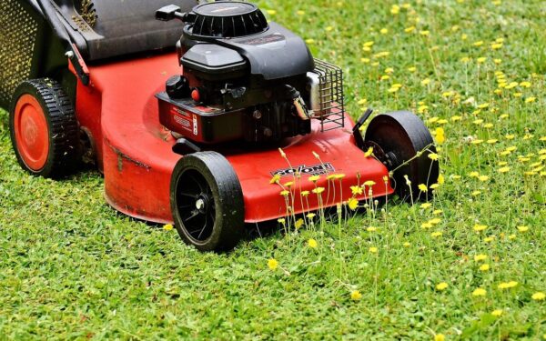 Tikras auksas jūsų kieme: kodėl nupjauta žolė yra geriau už brangiausias trąšas?