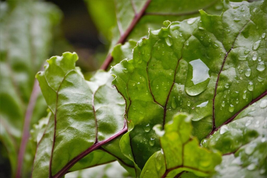 beetroot, waterdrop, garden, nature, plant, leaves