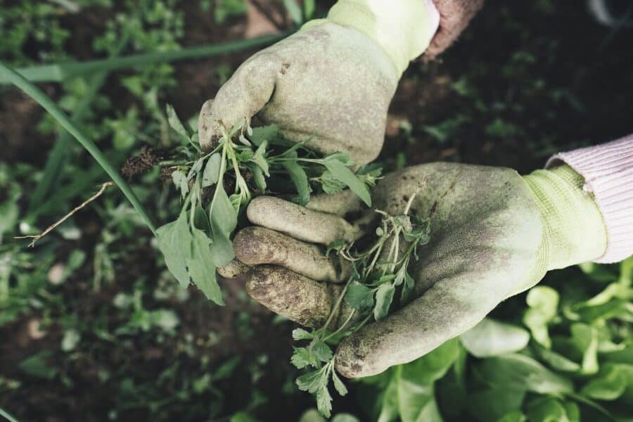 gardening, agriculture, grass, nature, plant, field, farm, farmer, harvest, weed, hands, work gloves, gloves, garden, care, outdoors