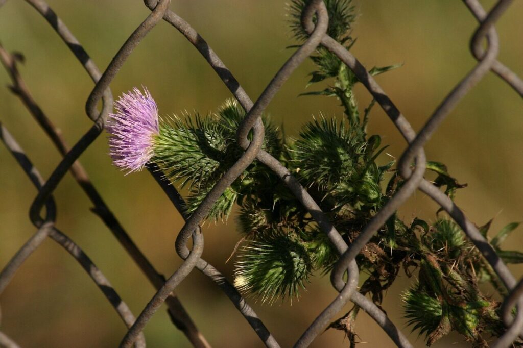 thistle, milk thistle, weed, botanical, herbal, fence, chain link fence