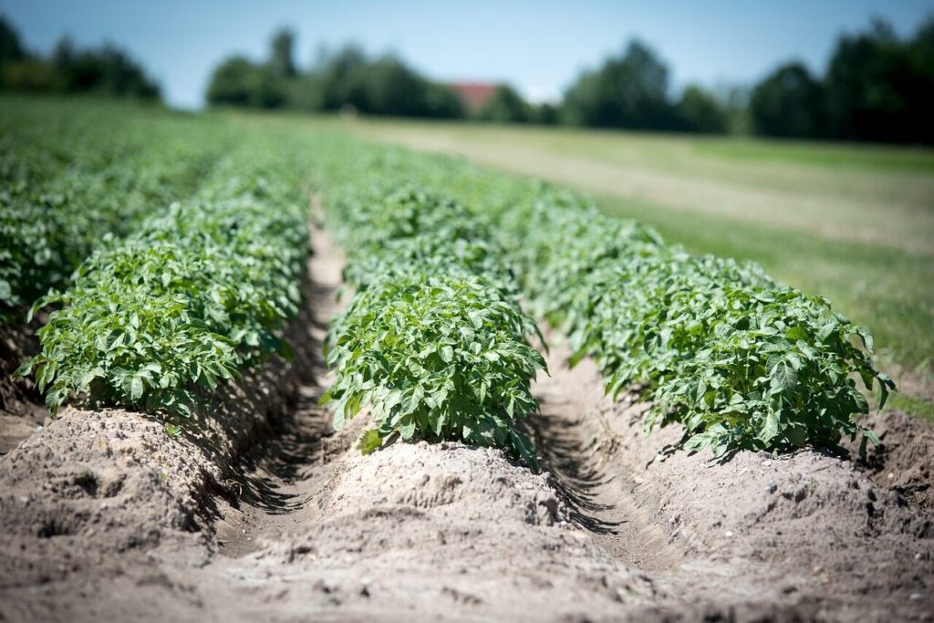 agriculture, potato, crop, field, plant, nature, earth, potato cultivation, fields, food, potato plant, series, furrow, soil, arable crop, potatoes, crop plant, field crop, tuber, nourishment