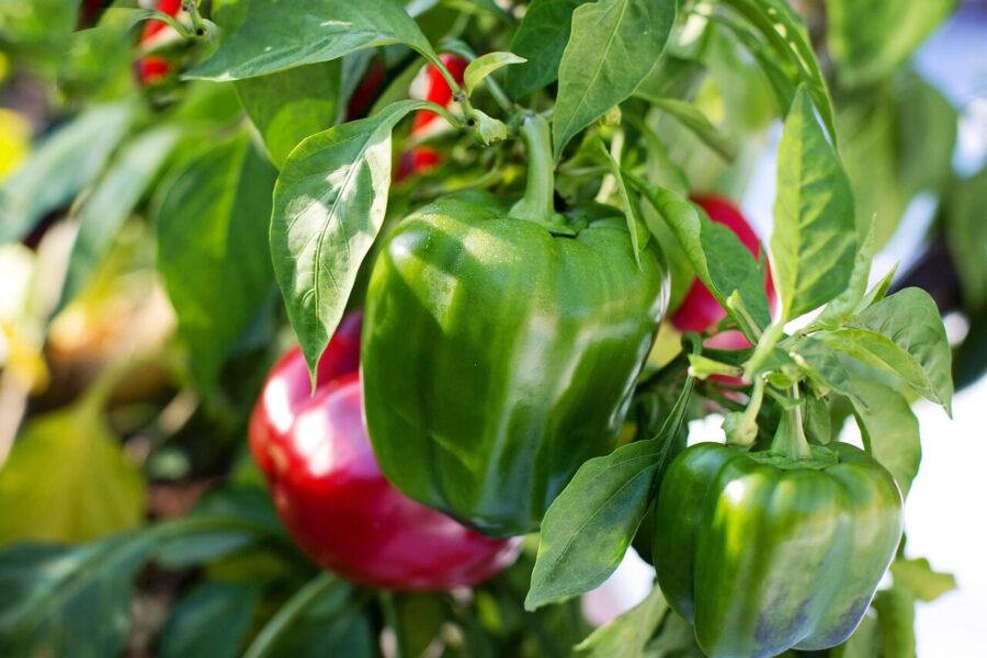 bell peppers, red, green, food, healthy, bell, pepper, fresh, vegetable, vegetarian, raw, ripe, nutrition, organic, diet, plant, growing, nature, green food, green vegetables, green healthy, green diet, green nutrition