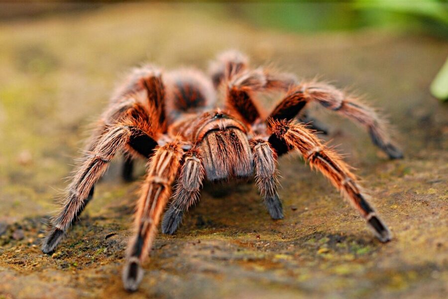 Tarantula. Voras. Pixabay