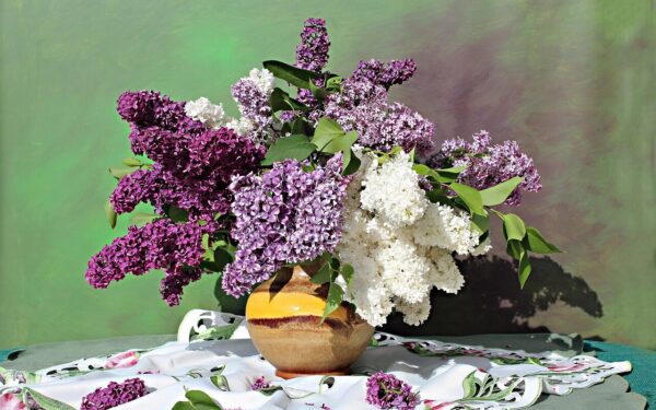 Viena spalva gali prišaukti nelaimes: prietarai įspėja, kad šių alyvų geriau nenešti į namus