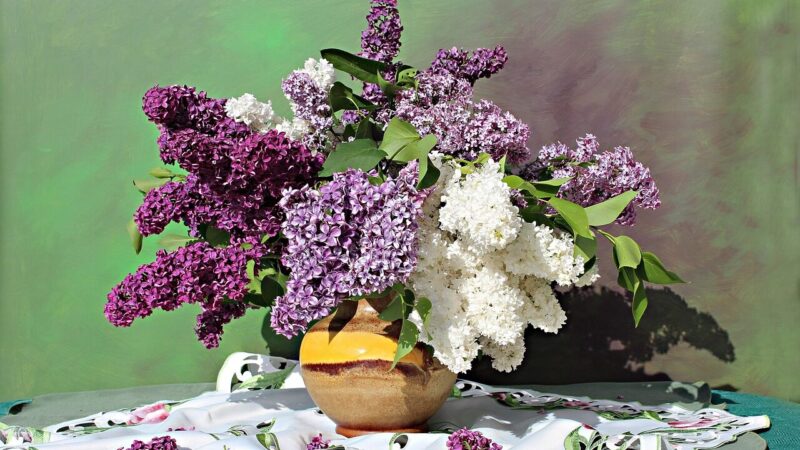 Viena spalva gali prišaukti nelaimes: prietarai įspėja, kad šių alyvų geriau nenešti į namus