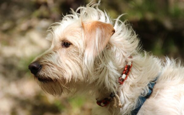 Blusos jau puola: viena priemonė iš virtuvės padės apsaugoti namus ir augintinį