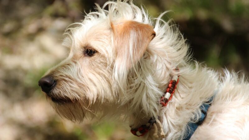 Blusos jau puola: viena priemonė iš virtuvės padės apsaugoti namus ir augintinį