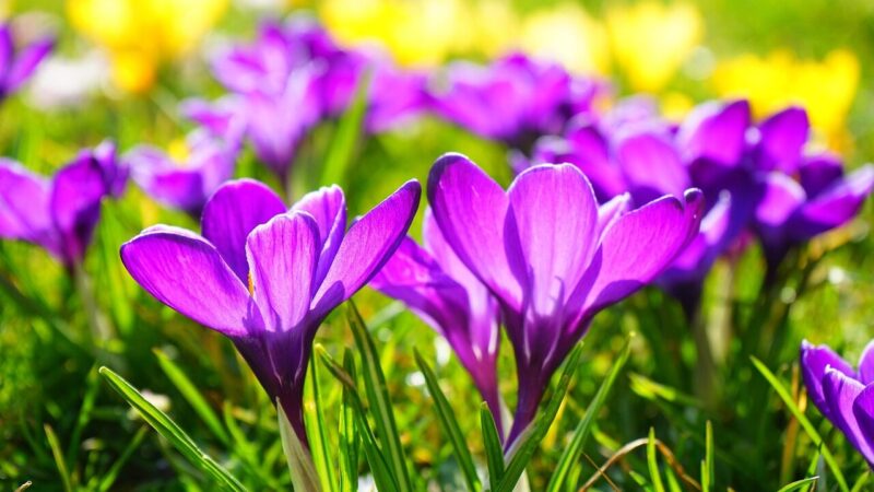 Neskubėkite griebti žirklių: viena klaida po krokų žydėjimo gali juos visiškai sunaikinti