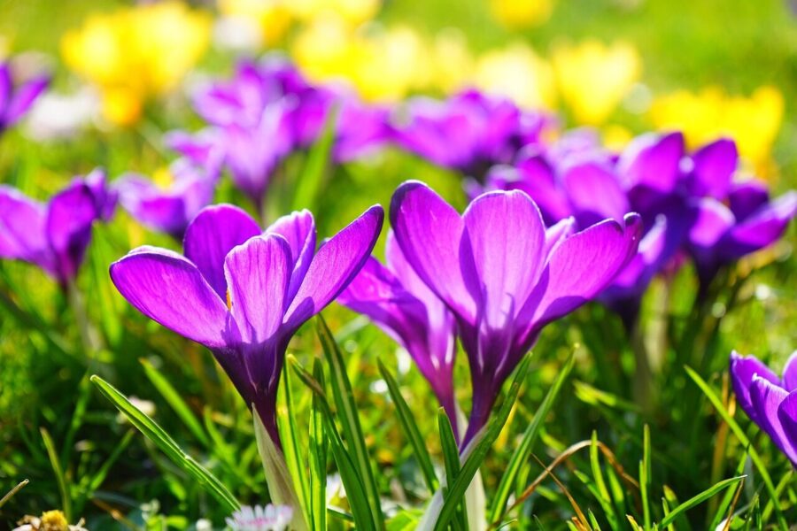 flowers, flower background, flower wallpaper, nature, crocus, meadow, beautiful flowers, spring crocus, crocus vernus, purple flowers, petals, bloom, blossom, flowering plant, plant, flora, field, closeup