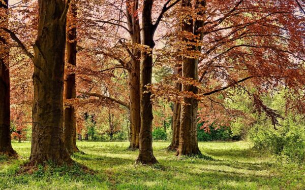 Tyrimas atskleidė žaliąją nelygybę Europoje: paaiškėjo, kodėl jūsų rajonas gali kenkti sveikatai