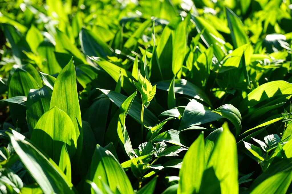wild garlic, leaves, allium ursinum, wild garlic leaves, young wild garlic leaves, greedy, aegopodium podagraria, young leaves, fresh, green, forest, allium, wild vegetables, garlic spinach, forest garlic, witch onion, gypsy garlic, ramsen, waldherre, grow flourish, plant, nature, spring, harbinger of spring