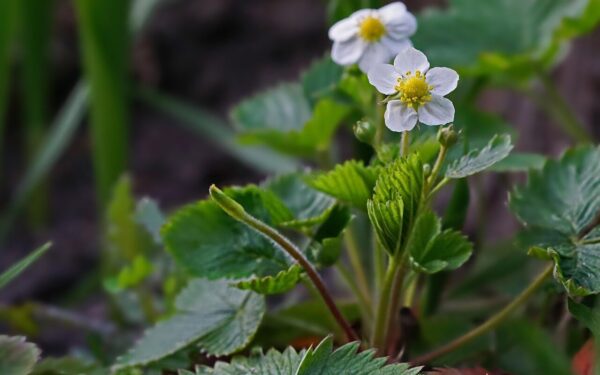 Braškių bus tiek, kad nespėsite skinti: viena aspirino tabletė daro tikrus stebuklus