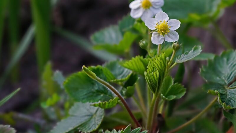 Braškių bus tiek, kad nespėsite skinti: viena aspirino tabletė daro tikrus stebuklus