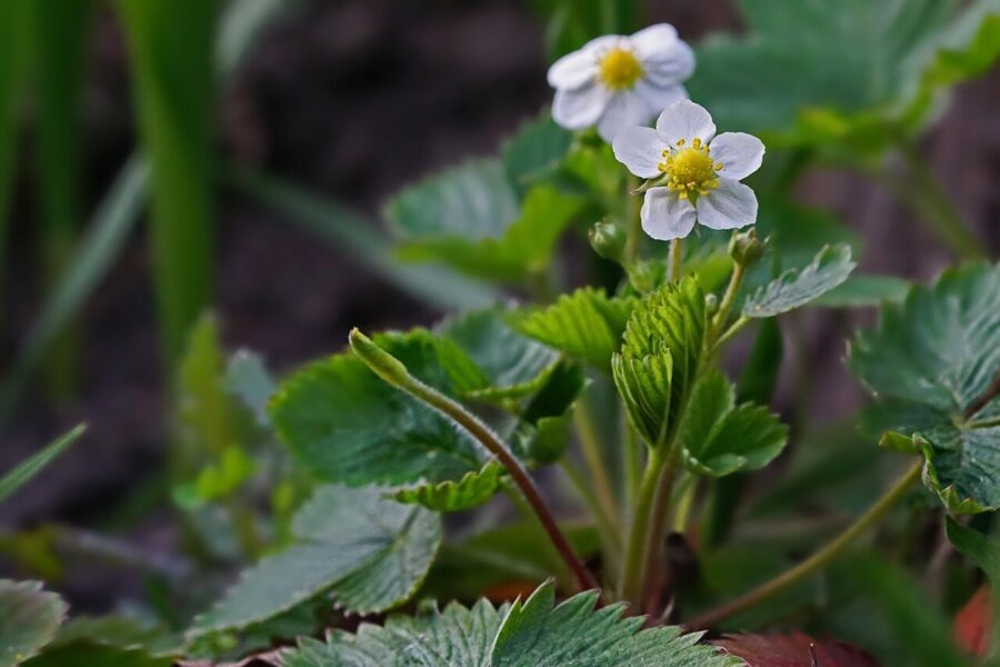 nature, plant, strawberry plant, strawberry blossoms, leaf, garden, strawberry plant, strawberry plant, strawberry plant, strawberry plant, strawberry plant