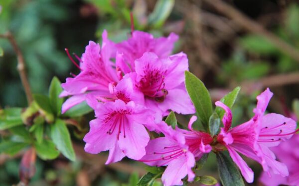 Azalijos tiesiog paskęs žieduose: viena pigi priemonė iš virtuvės privers jas vėl sužydėti