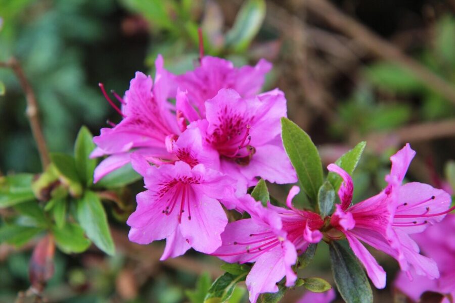 azalea, azalea pink, pink flowers, azalea outside, nature, color pink, spring