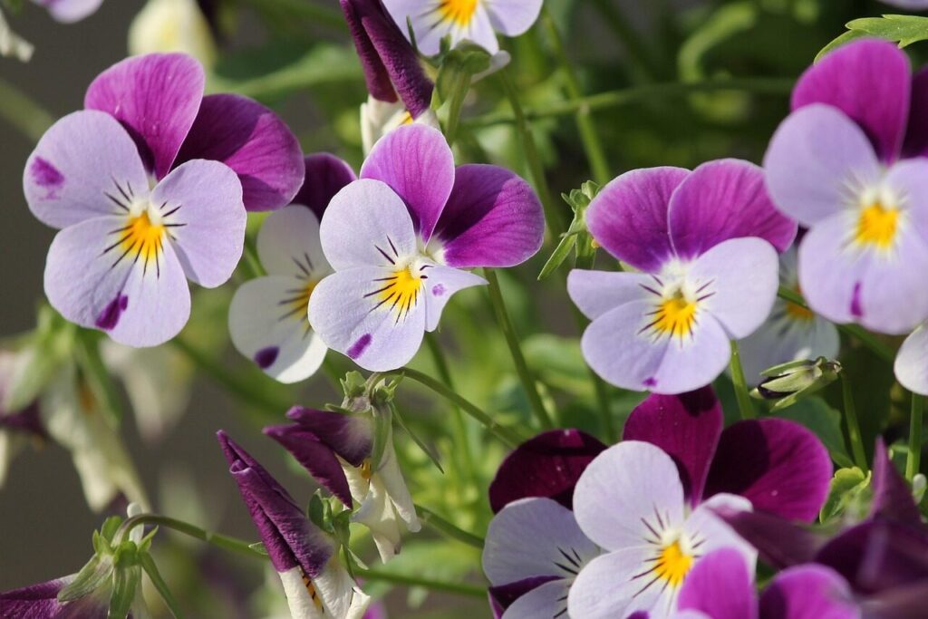 pansy, 400–500, blossom, bloom, flower, spring, close up, violet, nature, violet family, purple, spring flower, garden, petals, beautiful flowers, flower wallpaper, garden pansy, viola, flora, flower plants, flower background, bloom