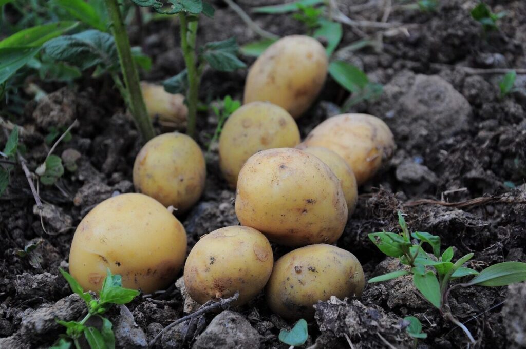 potatoes, potato pictures, potatoes field, nature, field, garden, official potato