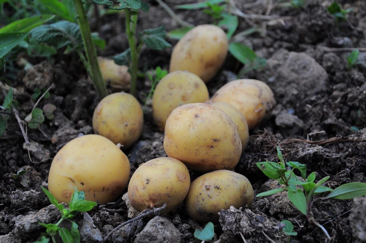 Bulvės nesupus ir nevys iki pat pavasario: šis pigus priedas duobutėje garantuoja sveiką derlių