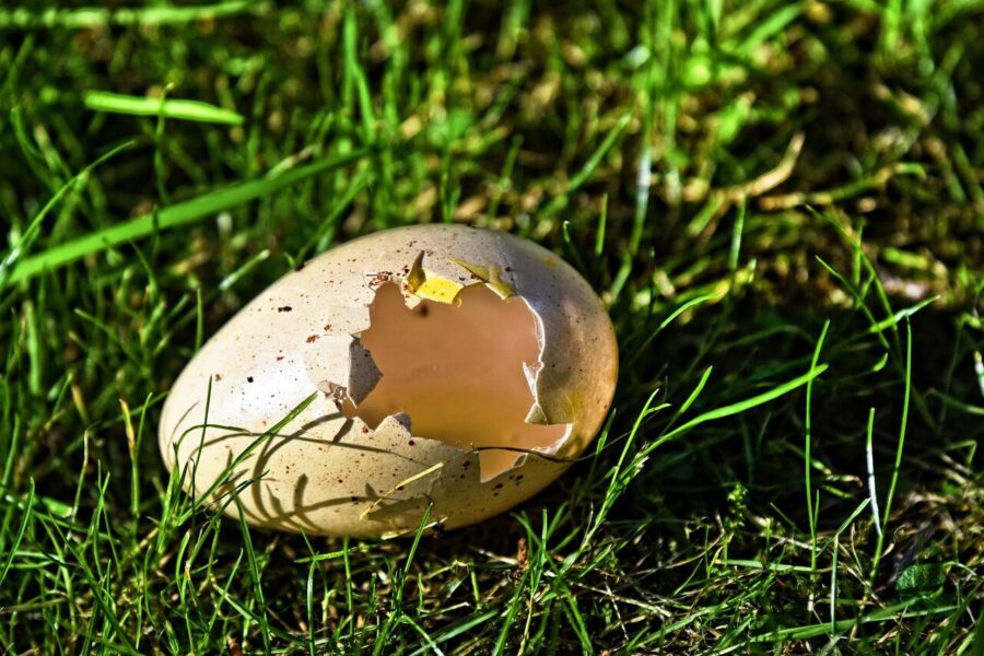 bird's egg, nature, egg shell, hatched, empty shell, ground, grass