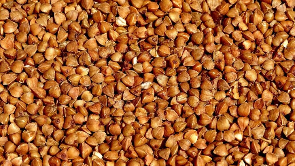 buckwheat, corn, grains, texture, useful, buckwheat, buckwheat, buckwheat, buckwheat, buckwheat