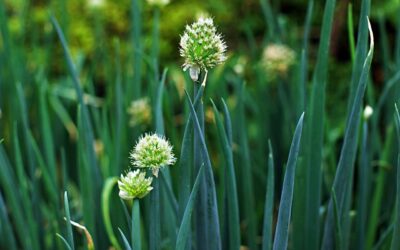 Svogūnų laiškai gelsta akyse? Vienas šaukštas pigios priemonės išgelbės derlių