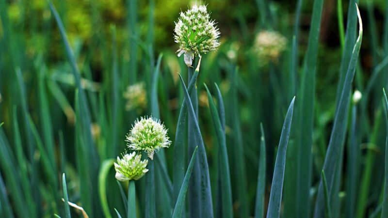 Svogūnų laiškai gelsta akyse? Vienas šaukštas pigios priemonės išgelbės derlių