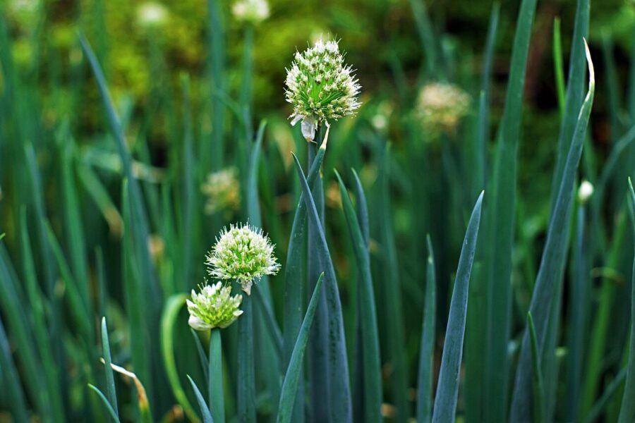 green onion, blue flower, plant, farming, abstract, agriculture, nature, summer, green, harvest