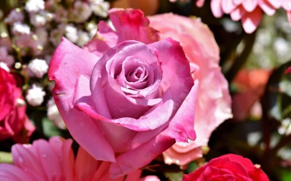 Tai būtina padaryti dar šį mėnesį, o vėliau galėsite mėgautis įspūdingais rožių žiedais