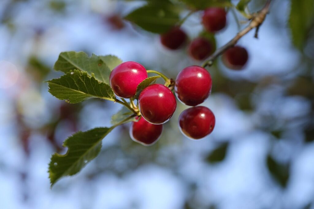 cherry, bird cherry, sweet cherry, fruit, stone fruit, pome fruit, fruit tree, cherry tree, tree, branch, nature, leaves