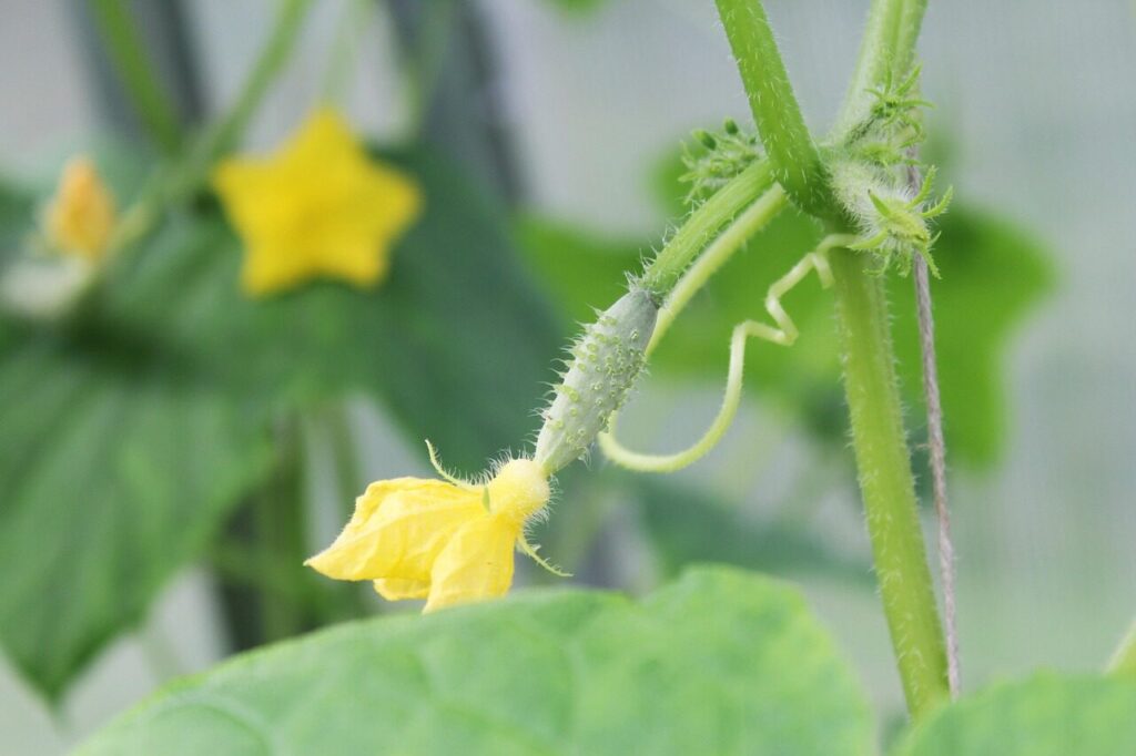 cucumber, little pickle, blooms, small cucumber, nature, plant, greenhouse, vegetable, summer, july