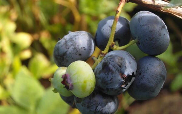 Didžiausia sodininkų gudrybė: padarykite tai dabar ir galėsite mėgautis įspūdingu derliumi