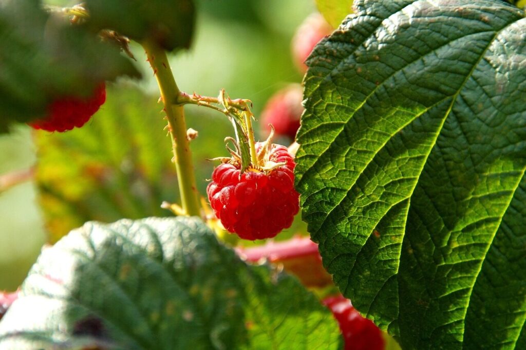 fruit, raspberries, raspberry, bush, vitamins, healthy, nature, fresh, garden