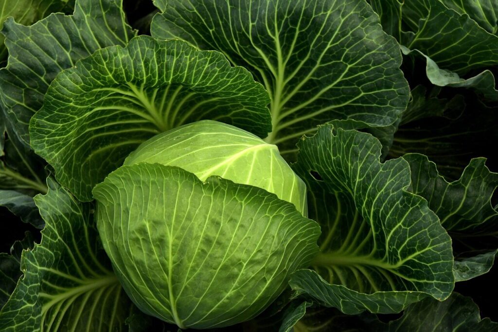 cabbage, cultivation, vegetables, healthy, cabbage field, green, food, nature, agriculture, leaves, fresh