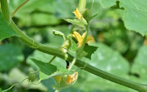 Visi tai daro per vėlai: atskleidė paslaptį, kaip paruošti pomidorus, kad jie prigytų per naktį