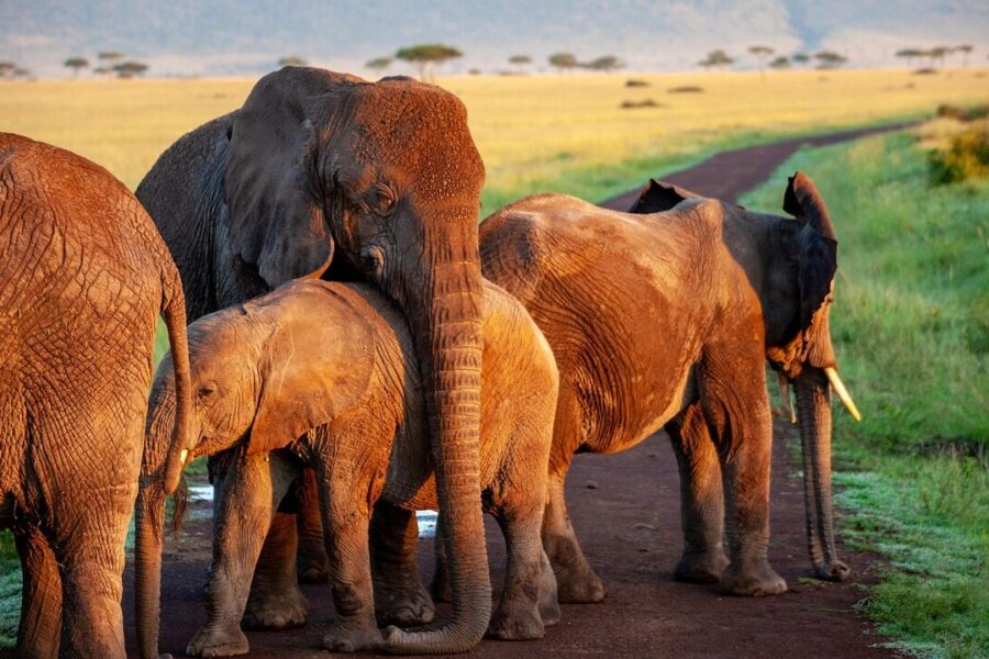 elephant, flock, mother, africa, safari, animals, nature, wilderness, animal world, baby elephant, national park, herd of elephants, proboscis, elephant family, mammals, pachyderm, wild animals, landscape, proboscidea, elephant, elephant, elephant, elephant, elephant