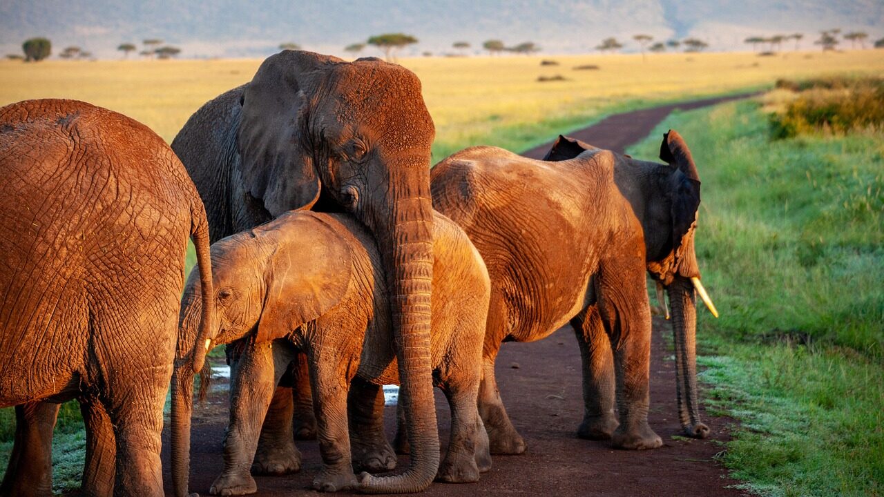 Safaris Gabone virto kruvina tragedija: drambliai negailestingai susidorojo su JAV medžiotoju