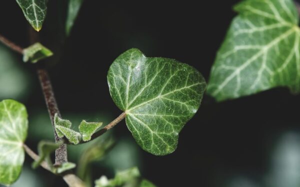 Gebenė namuose nustojo augti? Šios paprastos trąšos privers ją suvešėti
