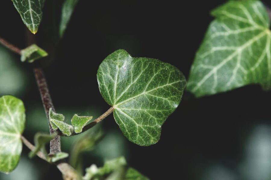 ivy, plant, garden, nature, climber plant, botany, foliage, growth, macro, ivy, ivy, ivy, ivy, ivy