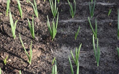 Svogūnai iš sėklų ar sėjinukų? Ekspertai atsakė, kas duoda didžiausią derlių ir geriausiai laikosi