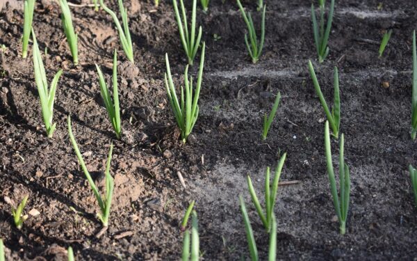Svogūnai iš sėklų ar sėjinukų? Ekspertai atsakė, kas duoda didžiausią derlių ir geriausiai laikosi
