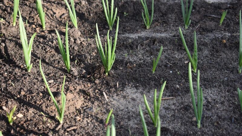 Svogūnai iš sėklų ar sėjinukų? Ekspertai atsakė, kas duoda didžiausią derlių ir geriausiai laikosi