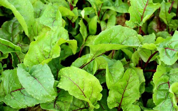 Burokėliai bus didesni už kumštį: viena paprasta gudrybė, kurią žino tik patyrę daržininkai