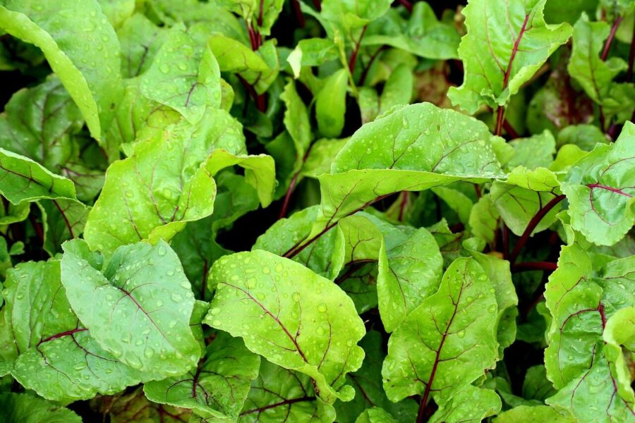 beetroot, leaves, beet leaves, vegetables, garden, agriculture, green, growth, nature, plants