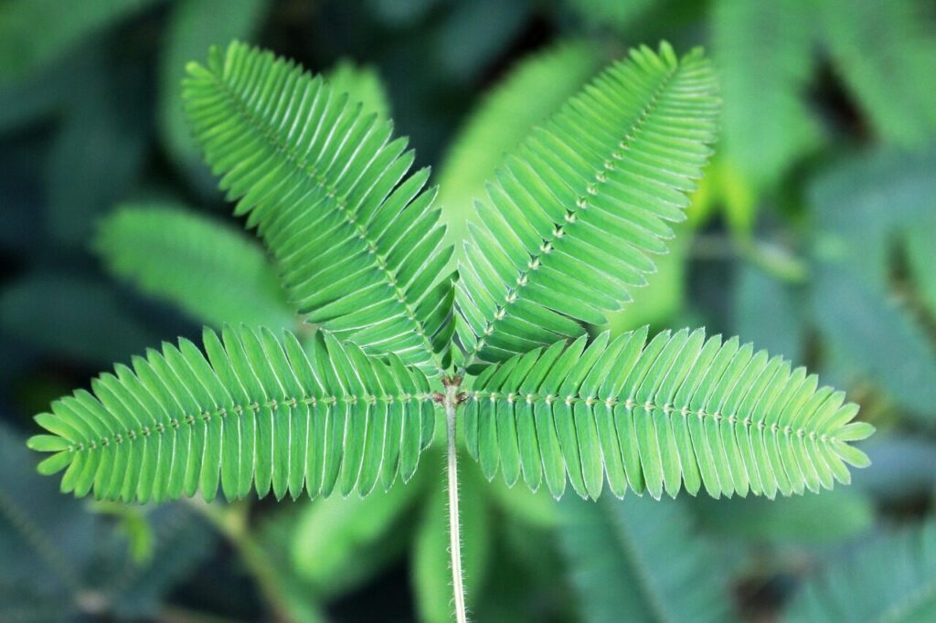 mimosa, green, shameplant, tropical, leaf, leaves, sensitive, nature, plant, mimose, shy plant, shyplant, sensitive plant, sleepy plant, action plant, mimosa pudica, botanical, mimosa, mimosa, sensitive plant, mimosa pudica, mimosa pudica, mimosa pudica, mimosa pudica, mimosa pudica