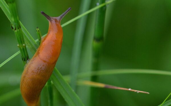 Šliužai nusiaubė jūsų daržą? 10 metų išbandytas naminis purškalas padės išgelbėti derlių
